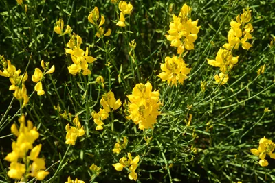 DSC_7320 (Large).JPG